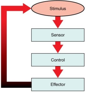 105_Negative_Feedback_Loops