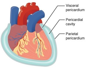 112_Serous_Membrane_new