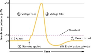 1222_Action_Potential_Labels
