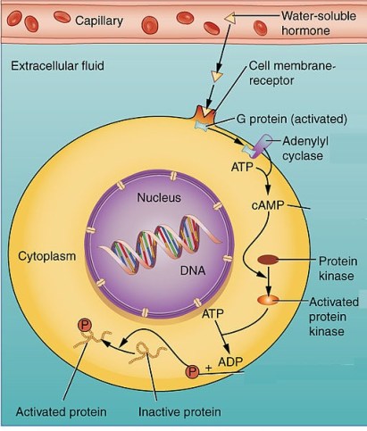 1804_Binding_of_Water-Soluble_Hormones