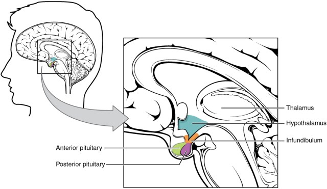 1806_The_Hypothalamus-Pituitary_Complex