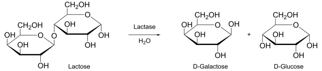 2000px-Lactose_hydrolysis.svg