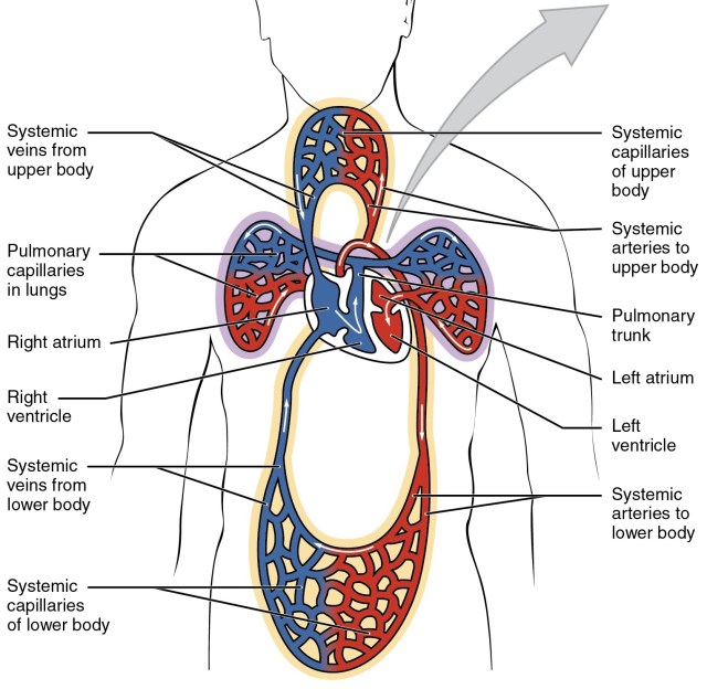 2003_Dual_System_of_Human_Circulation