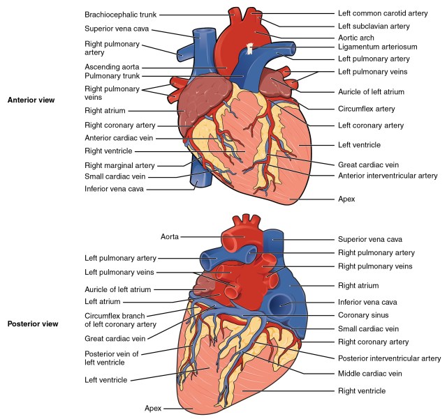 2005_Surface_Anatomy_of_the_Heart