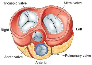 2011_Heart_Valves