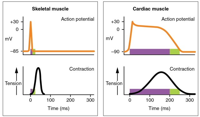 2026_Action_Potential_Heart_Contraction