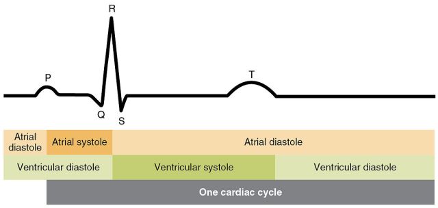 2028_Cardiac_Cycle_vs_Electrocardiogram