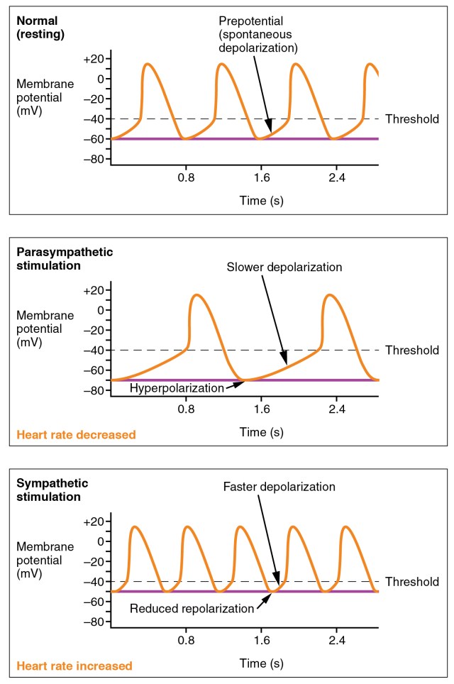 2033_Depolarization_in_Sinus_Rhythm