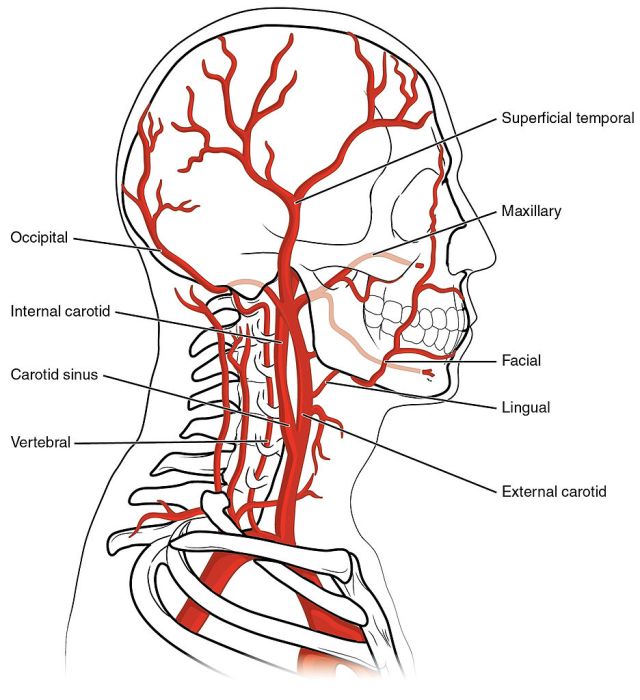 2122_Common_Carotid_Artery