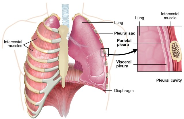 2313_The_Lung_Pleurea
