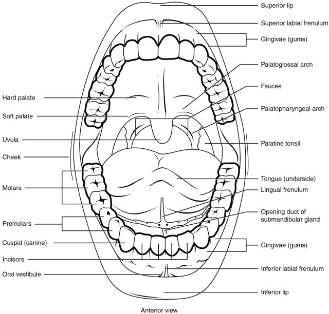 2406_Structures_of_the_Mouth
