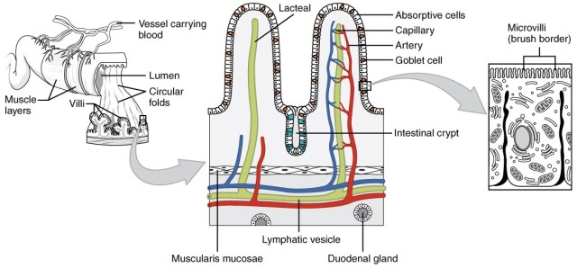 2418_Histology_Small_IntestinesN