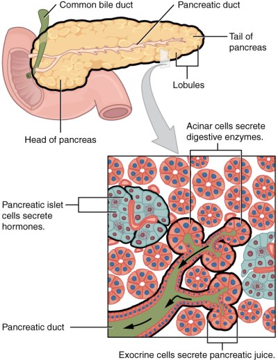 2424_Exocrine_and_Endocrine_Pancreas