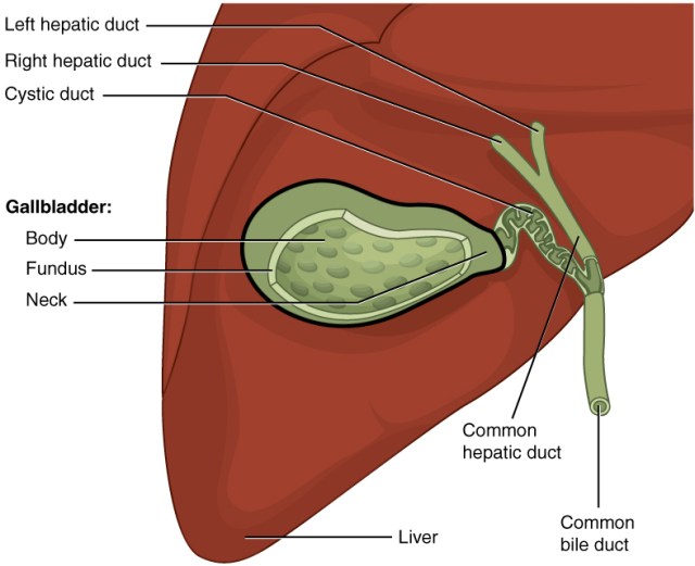 2425_Gallbladder