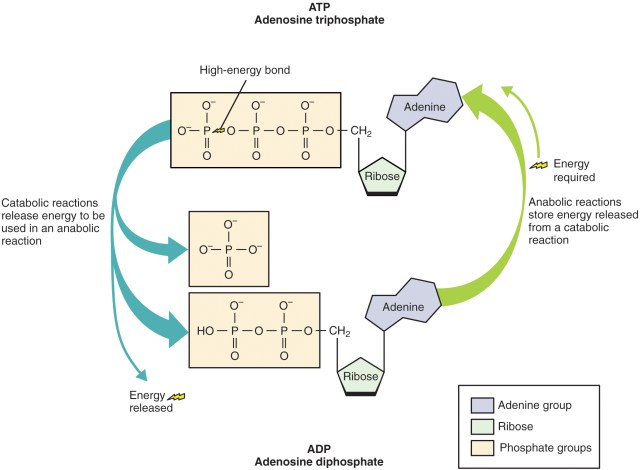 2501_the_structure_of_atp_molecules