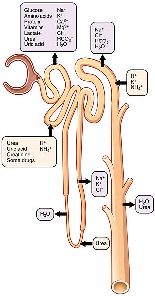2618_Nephron_Secretion_Reabsorption