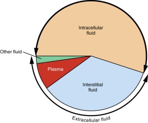 2703_Distribution_of_Water_in_the_Human_Body_in_Terms_of_ICF_and_ECF_Pie_Chart