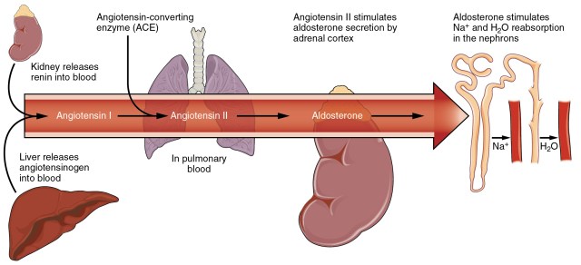 2712_Renin_Angiotensin_System-01