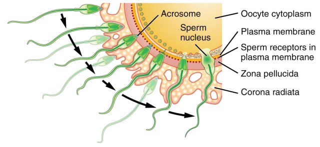 2901_Sperm_Fertilization_lrm
