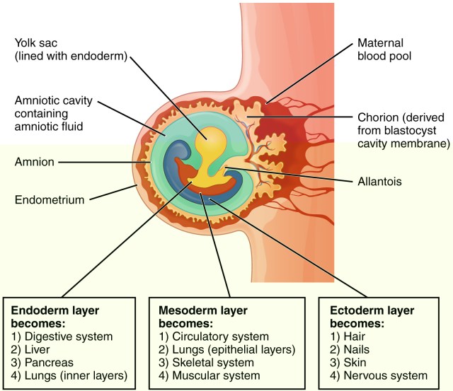 2909_Embryo_Week_3-02