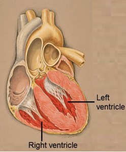 387px-Heart_anterior_view_coronal_section