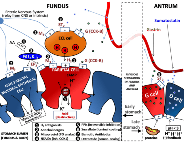 778px-Determinants_of_Gastric_Acid_Secretion