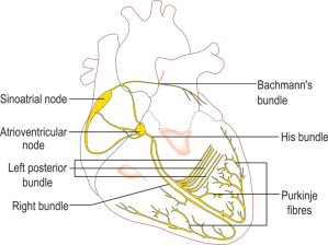 800px-Conductionsystemoftheheart