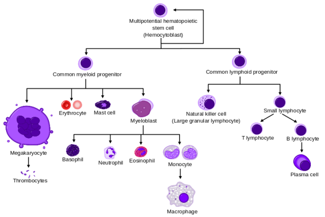 800px-Hematopoiesis_simple.svg
