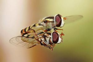 800px-Hoverflies_mating_midair