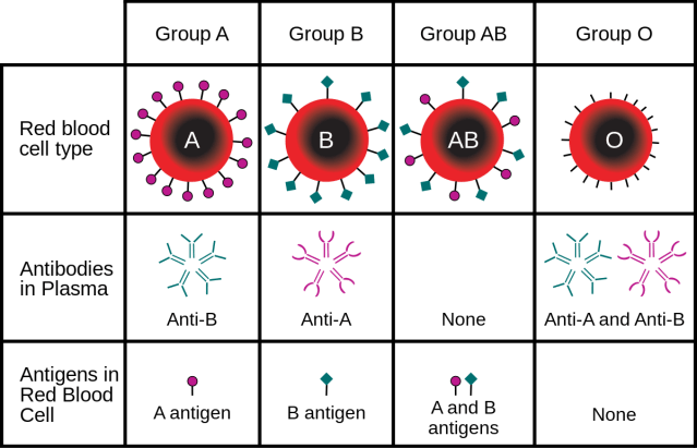 ABO_blood_type.svg