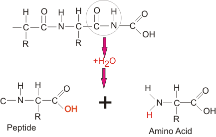 Amino_acid4