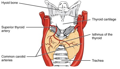 Anterior_thyroid