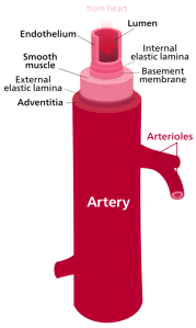 Artery.svg