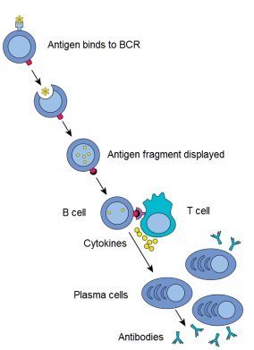 B_cell_activation.svg
