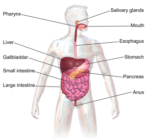 Blausen_0316_DigestiveSystem