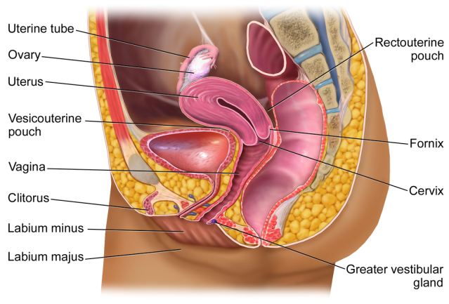 Blausen_0400_FemaleReproSystem_02