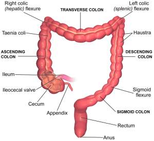 Blausen_0604_LargeIntestine2