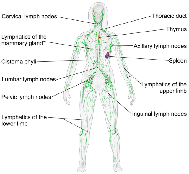 Blausen_0623_LymphaticSystem_Female