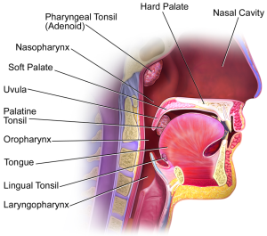 Blausen_0861_Tonsils&Throat_Anatomy2