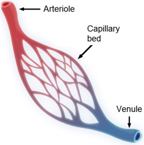 Capillary_system_CERT