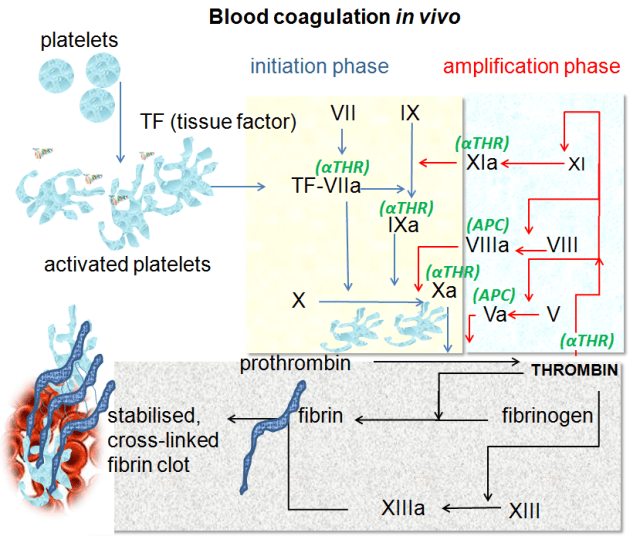 Coagulation_in_vivo