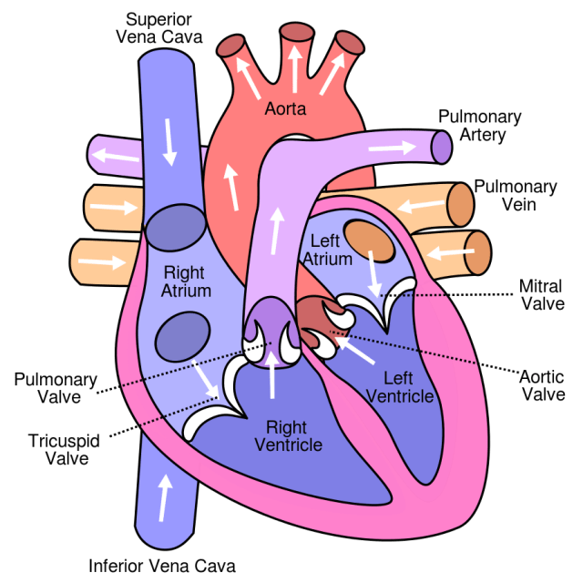 Diagram_of_the_human_heart_(cropped).svg
