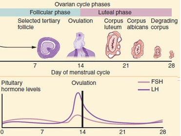Figure_28_02_07_follicular