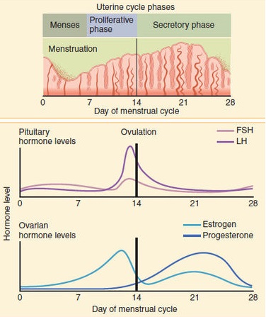 Figure_28_02_07_uterine