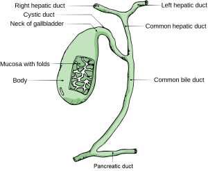 GallbladderAnatomy-en.svg