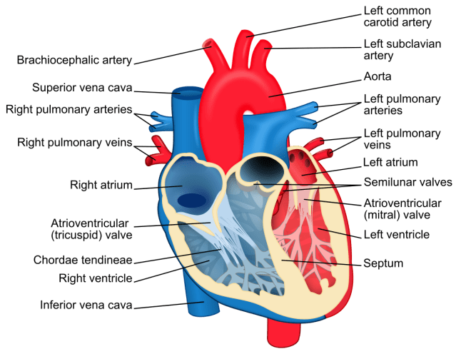 Heart_diagram-en.svg