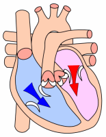 Heart_diastole