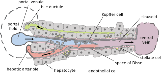 Hepatic_structure2.svg