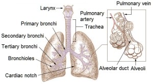 Illu_bronchi_lungs