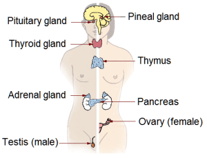 illu_endocrine_system_new